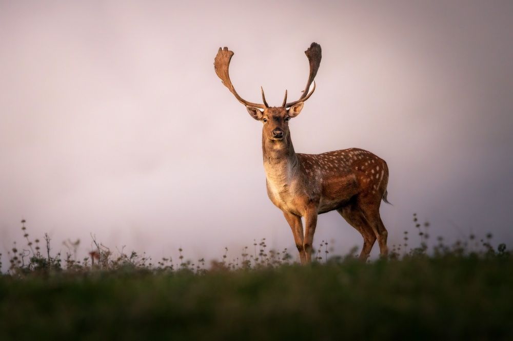 Photograph by Christian  Bolognese