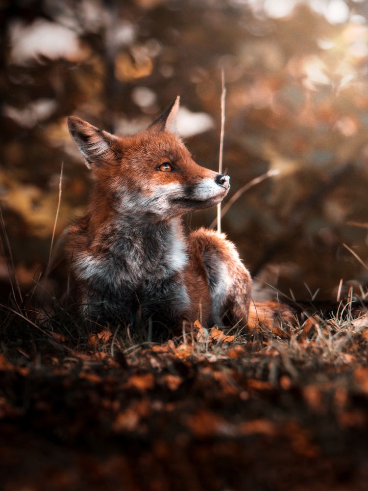 Photograph by Christian  Bolognese