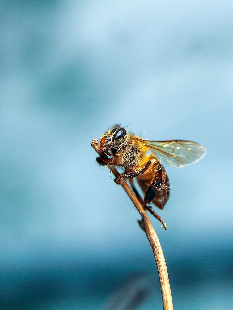 Photograph by Yusuf Buchari