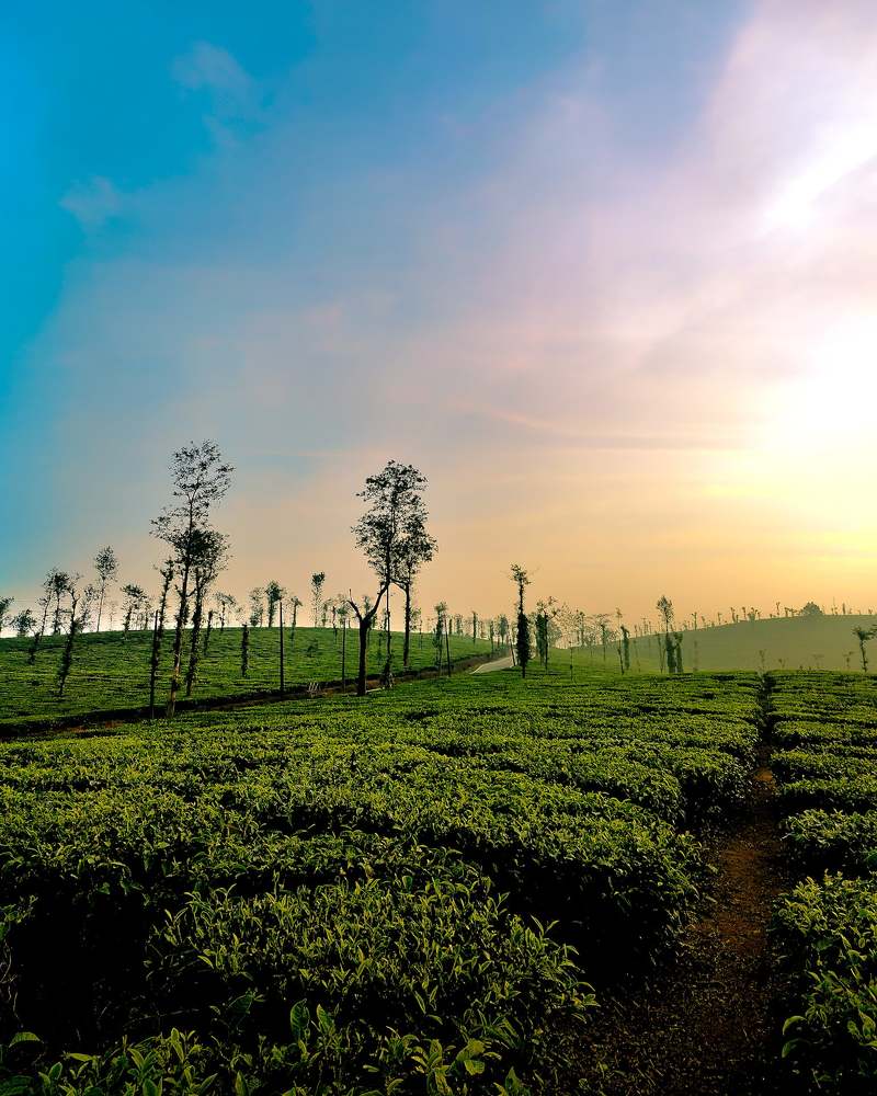 Photograph by M Nikhil Satya Saish
