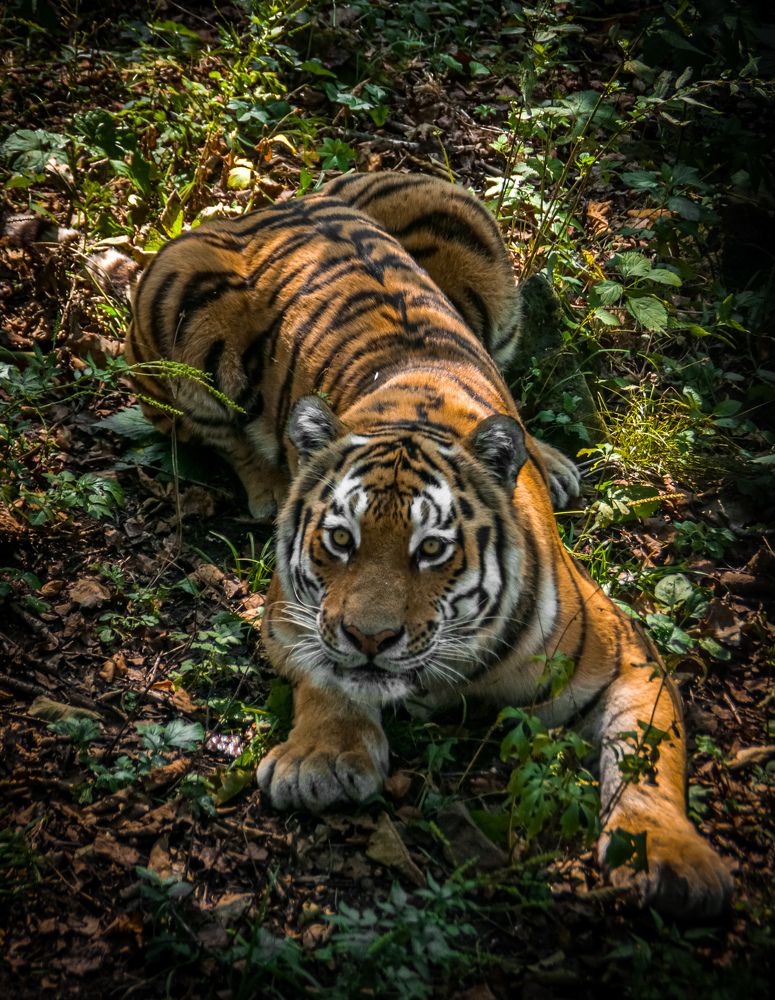 Photograph by Елена Зубкова