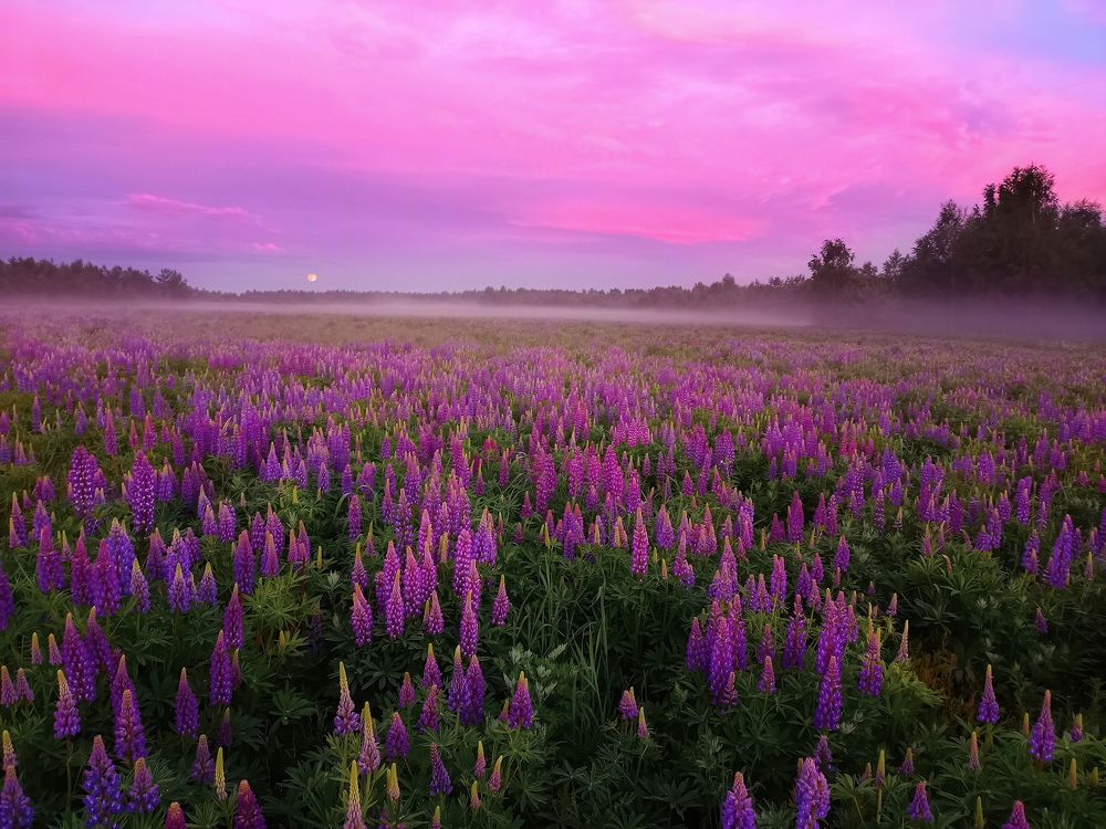 закат в люпиновых морях