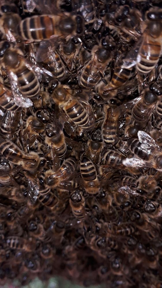 Царство Медовое