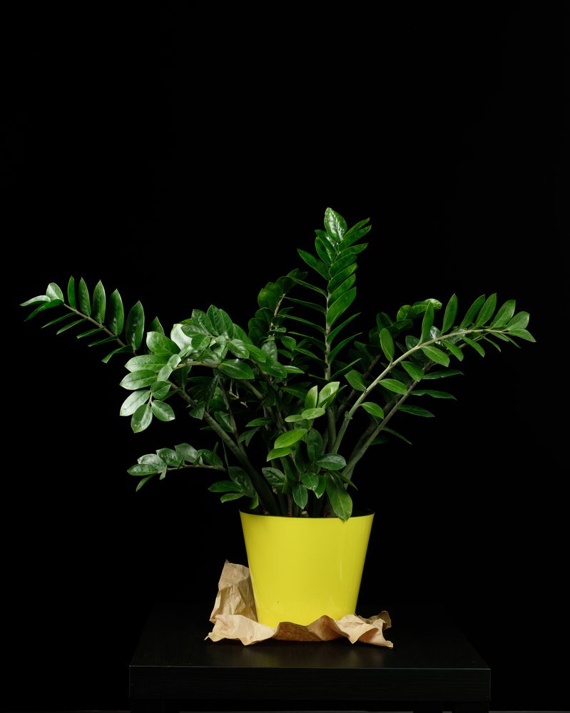 Photograph by Vasiliy Kuvakin