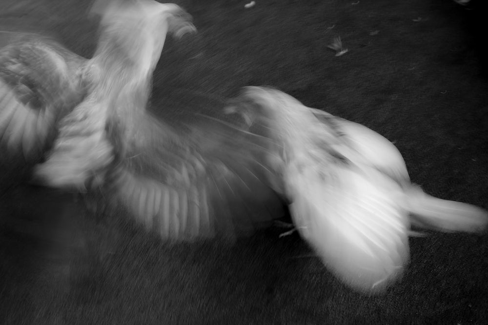 Photograph by nicola rocco