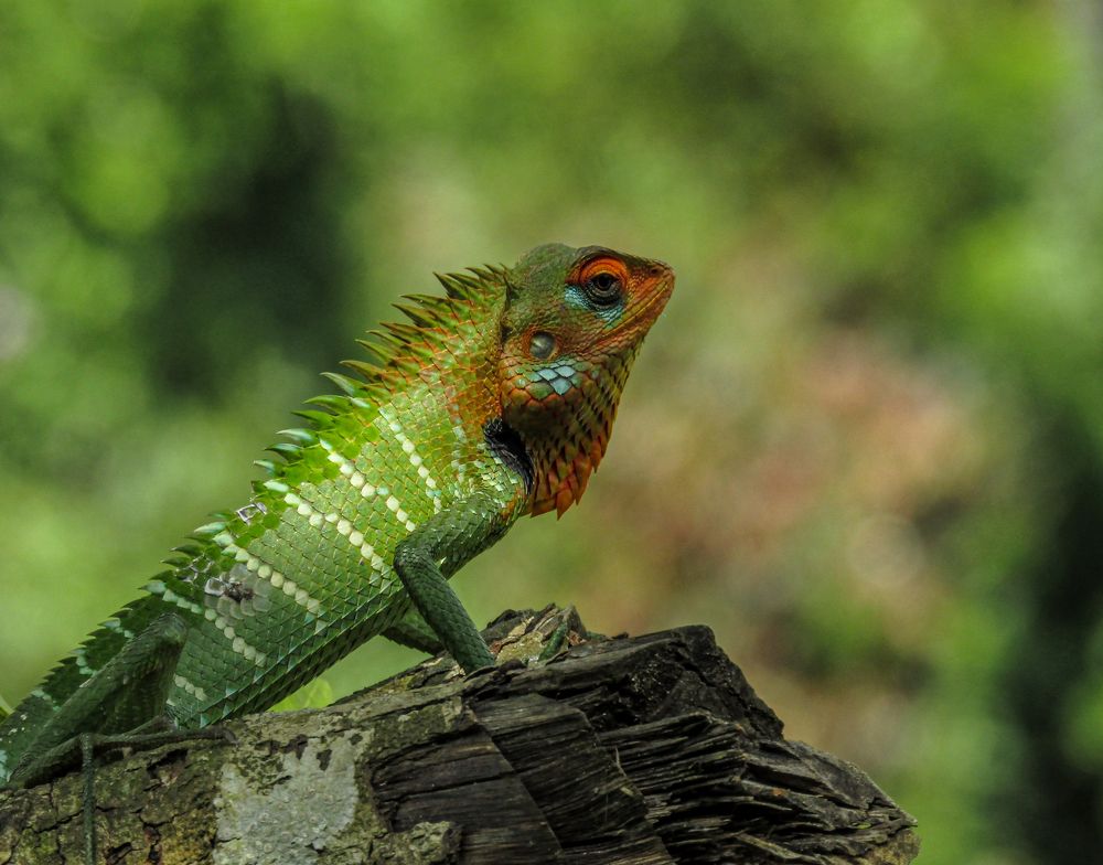 Photograph by Lakshan Fernando