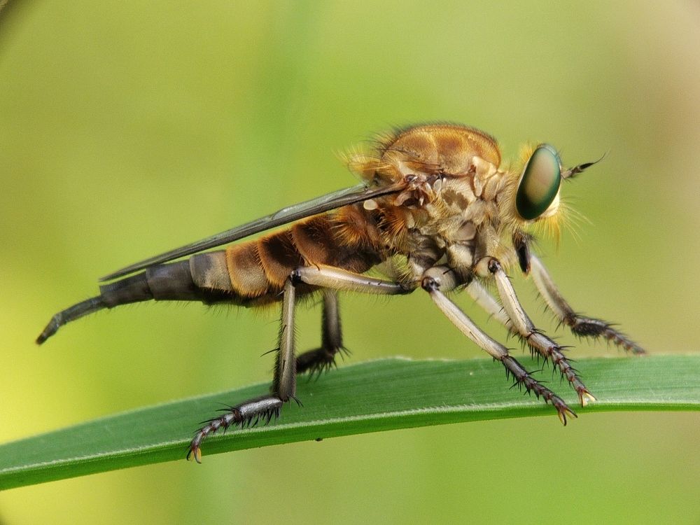 Robberfly