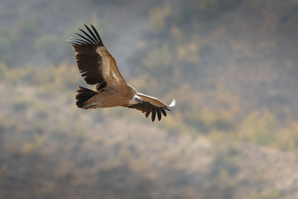 Photograph by Григорий Шалик