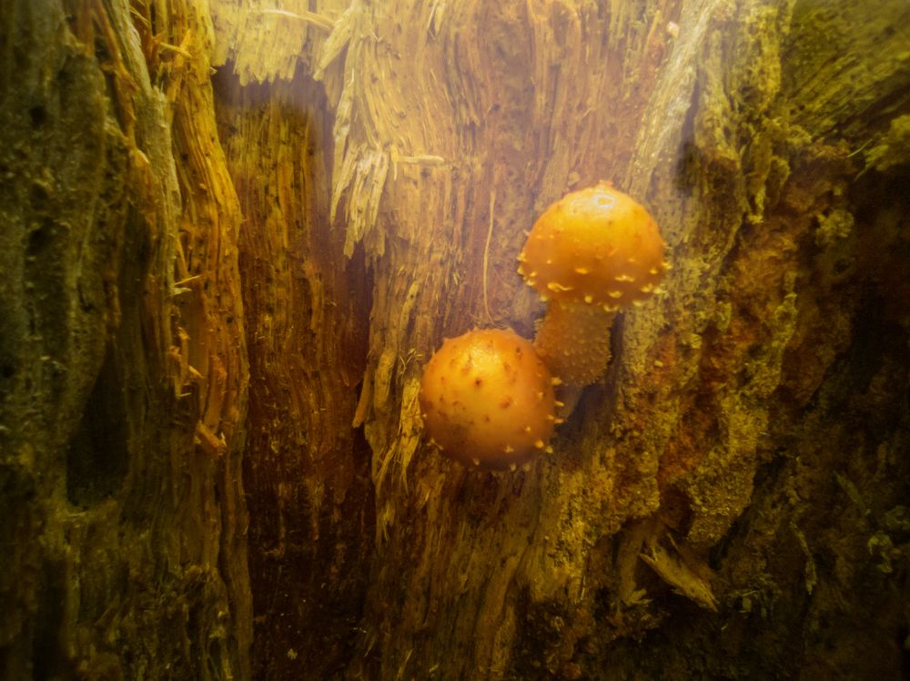 Photograph by МАрина Соловьева