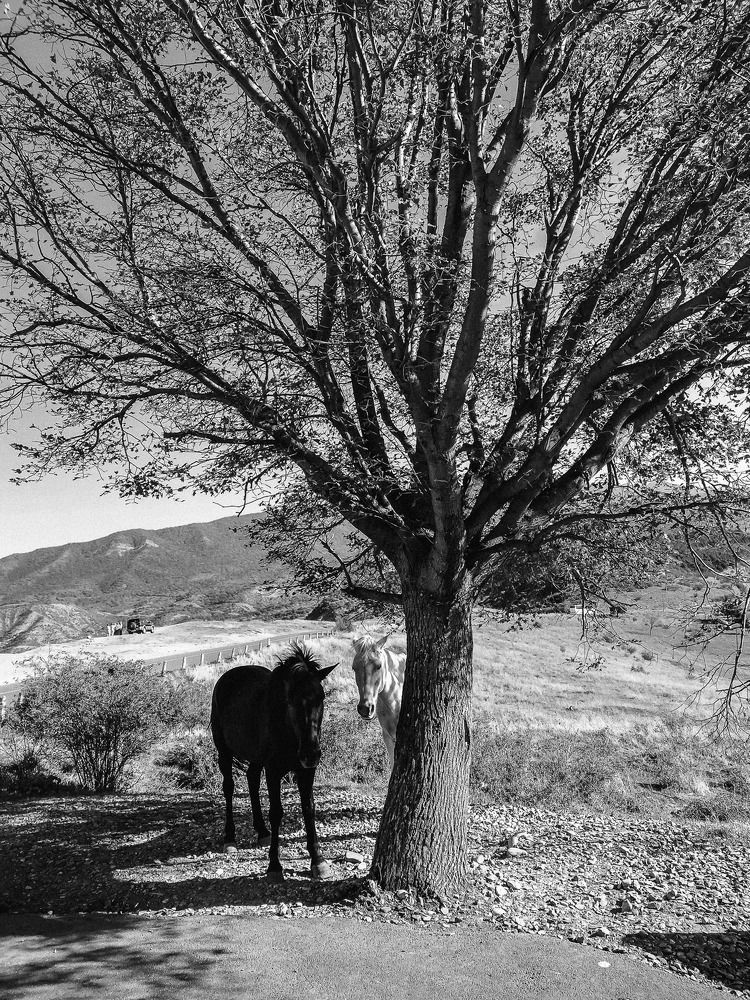 Фотография автора Елена Иванова