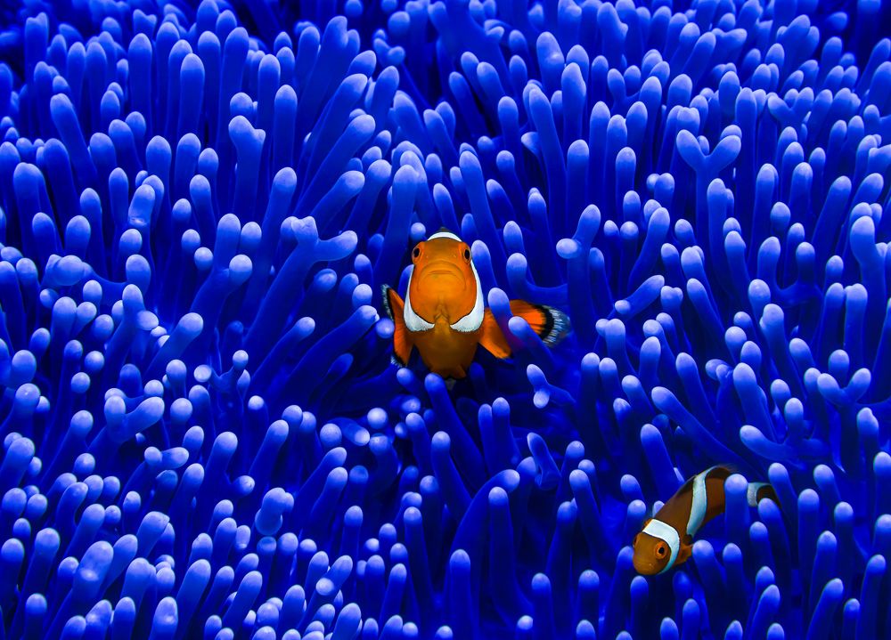 Photograph by Савин Андрей