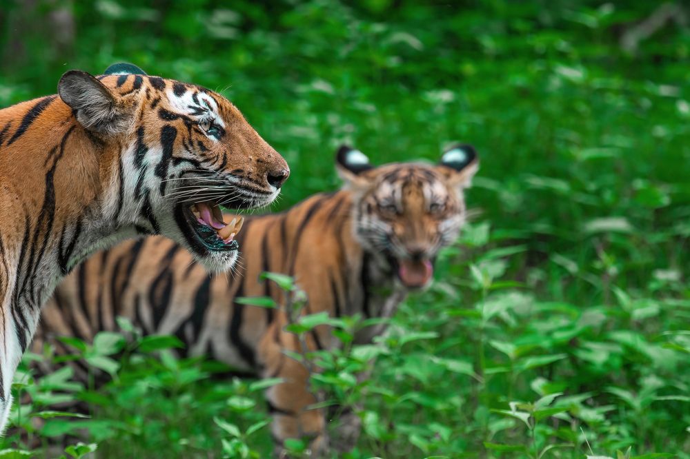 Фотография автора sahaj kasliwal