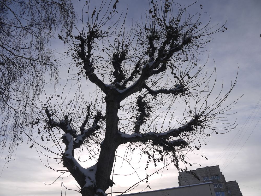 Фотография автора Клавдия Васильева