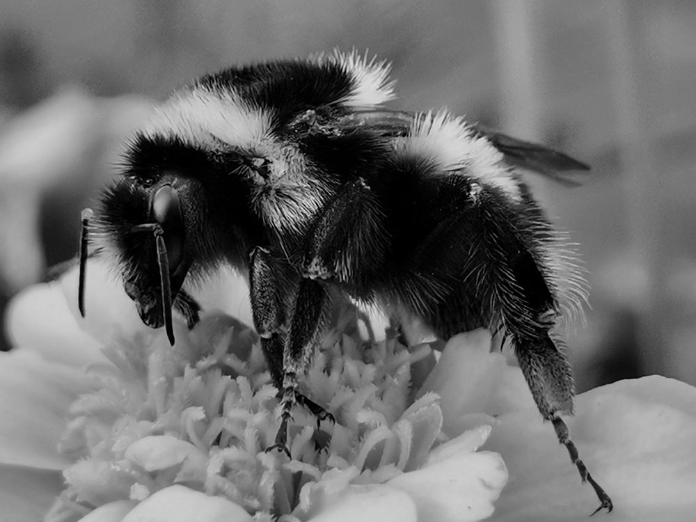 Мохнатый шмель