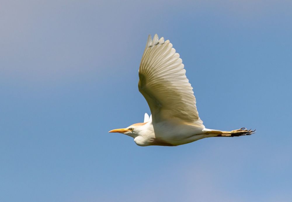 Birds of the Brazos Bend State Park