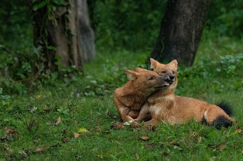 Фотография автора Anandhu M