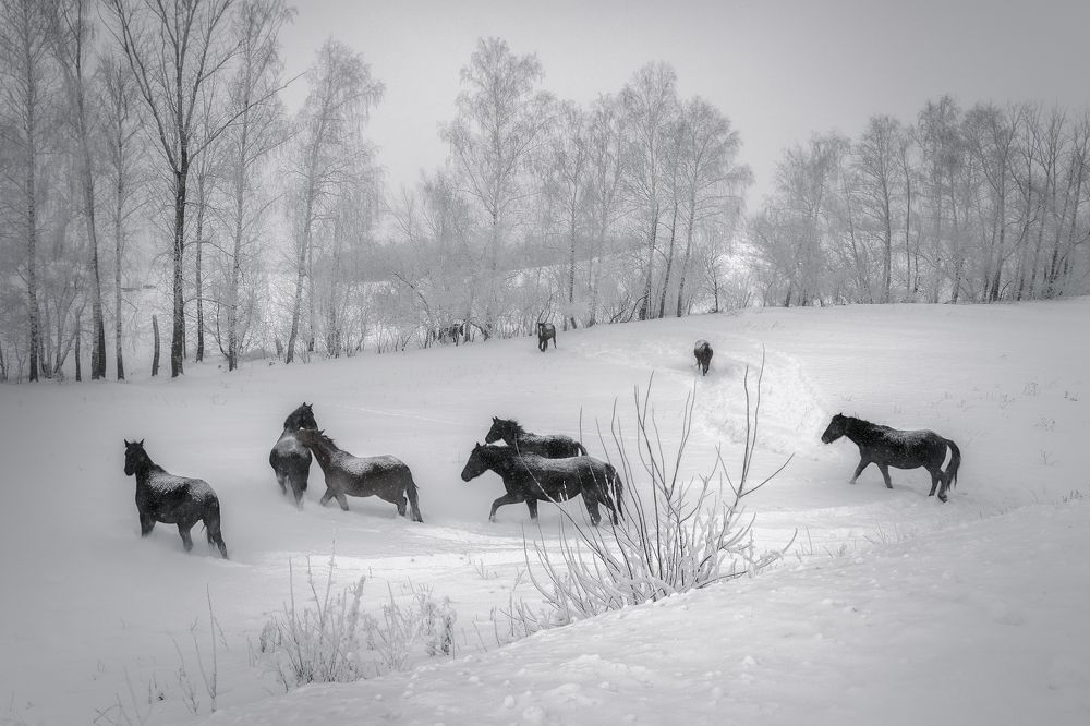 Глубокие пушистые снега...