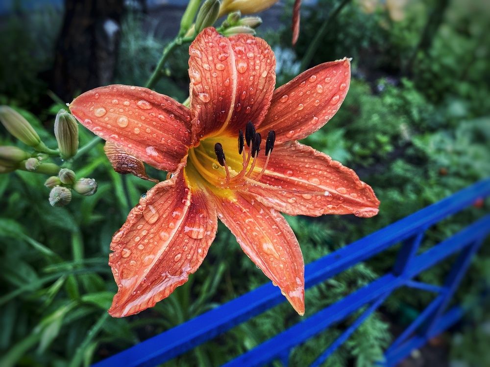 Photograph by Светлана Голик