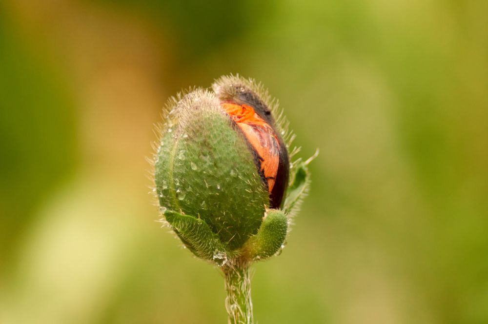 Photograph by Igor Kochkin