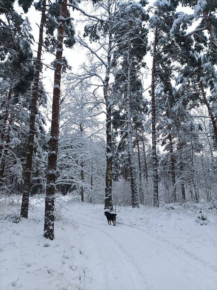 Photo #8562772