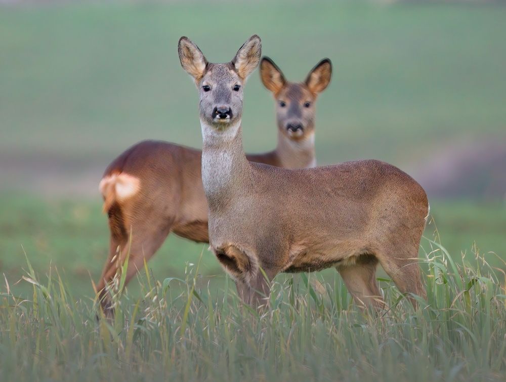Фотография автора Sebastian Popa