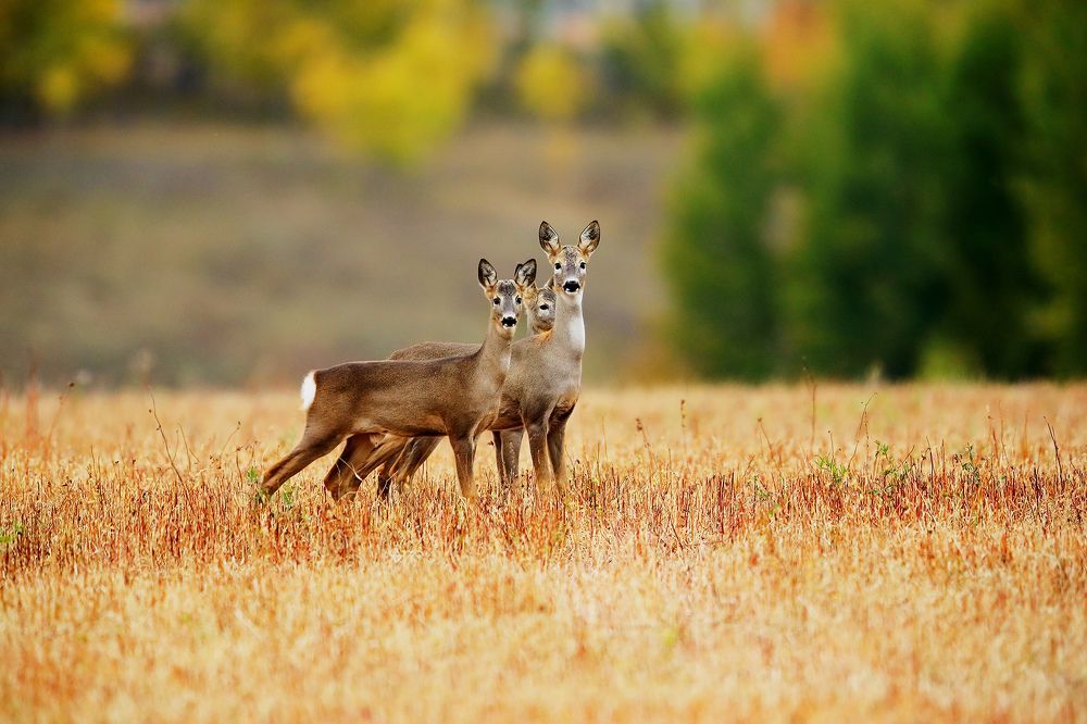 Photograph by Виктор Волынский