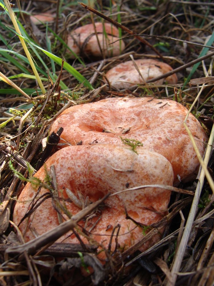 Photograph by Николай Худяков