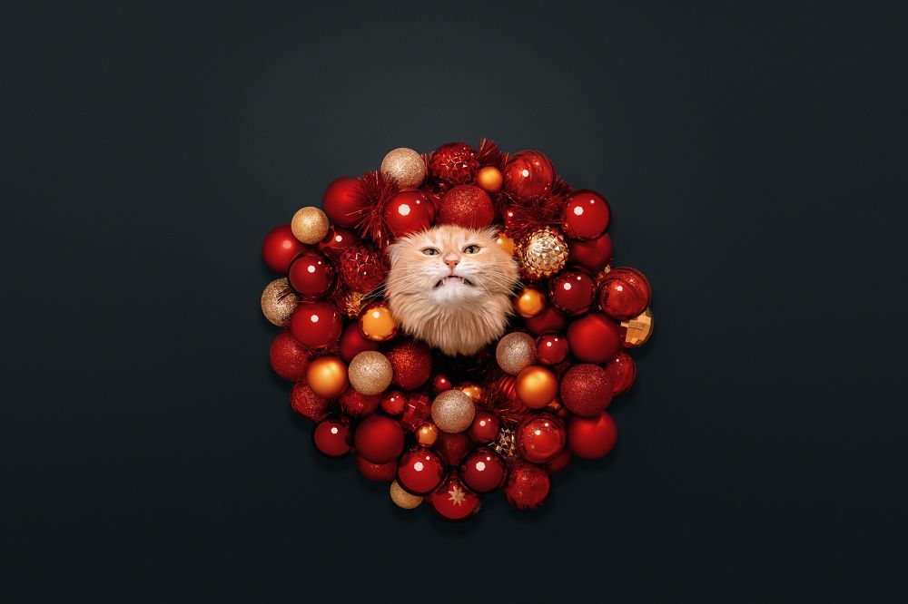 Фотография автора Мазурева Анастасия