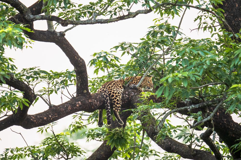 Фотография автора apurba Das