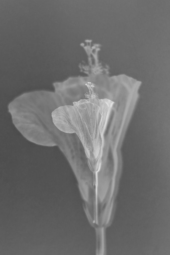 Photograph by Ирина Чиркина
