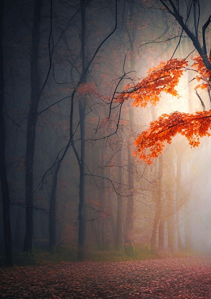 Фотография автора Leompescu Emanuel