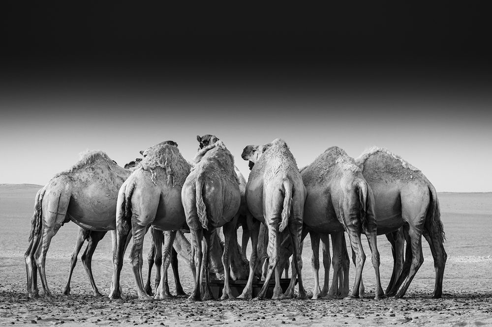 Photograph by Rozani Haniffa Thajudeen