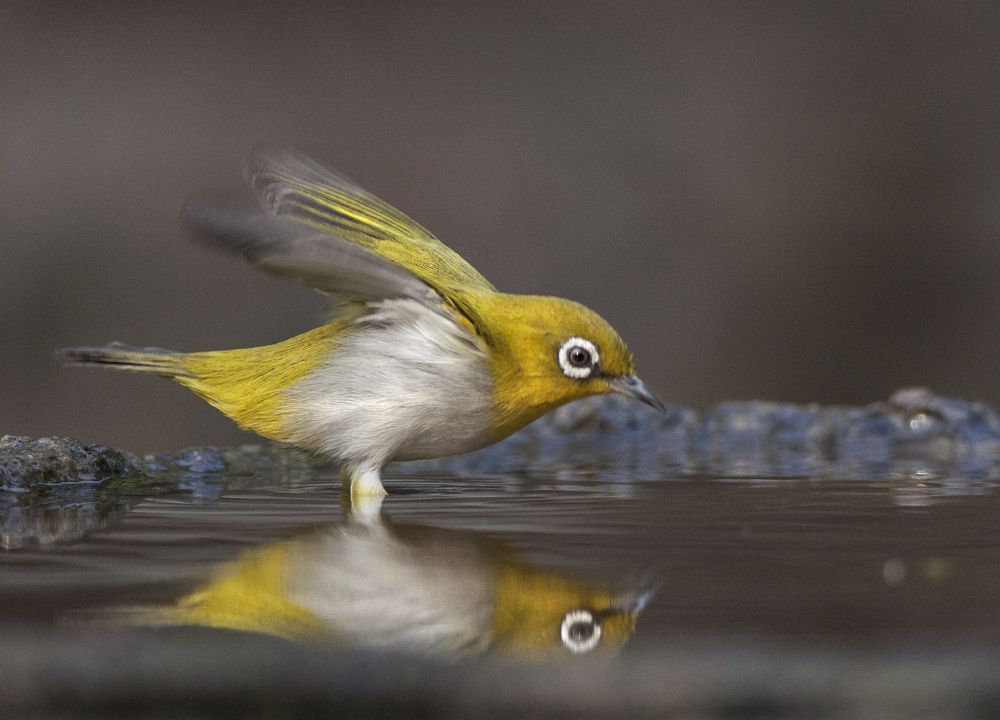 Photograph by Sourendra nath Bandyopadhyay