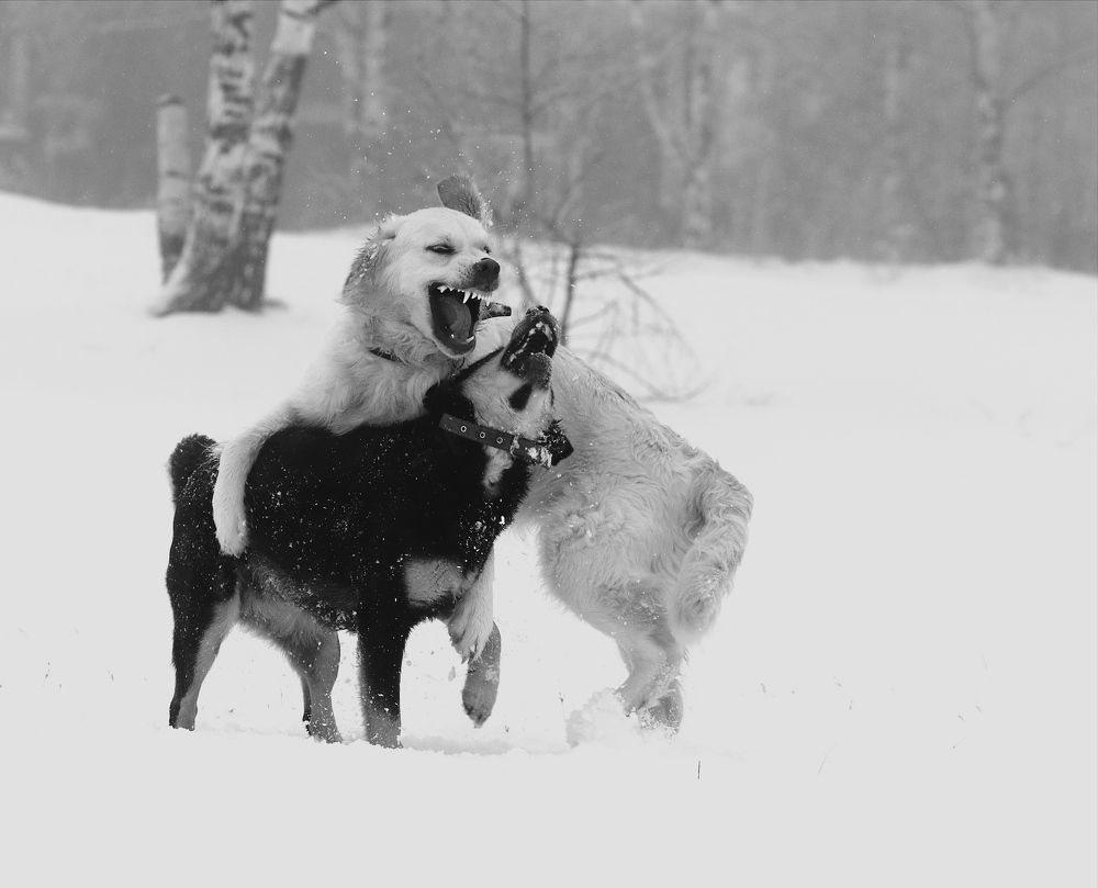 Photograph by Светлана Богомолова