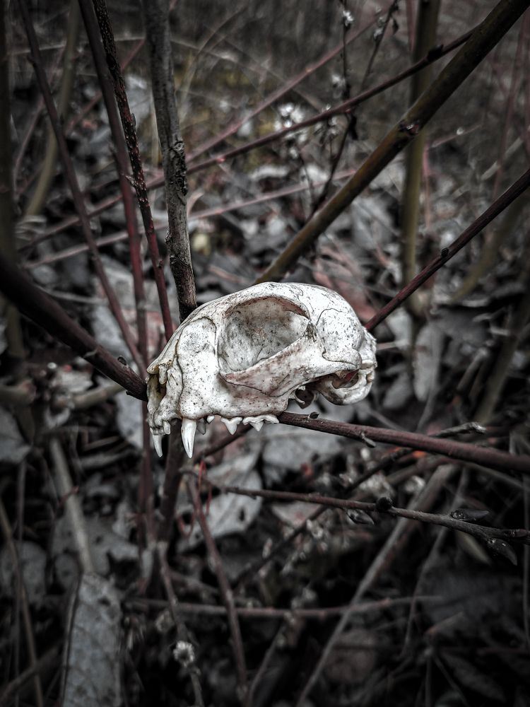 Фотография автора Александр Хухлов