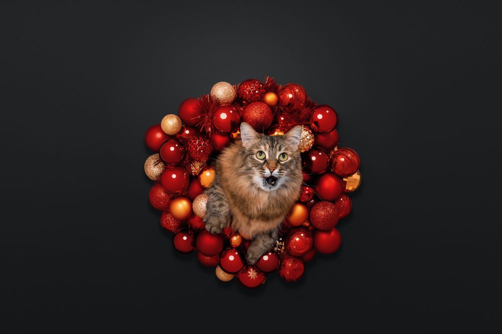 Фотография автора Мазурева Анастасия