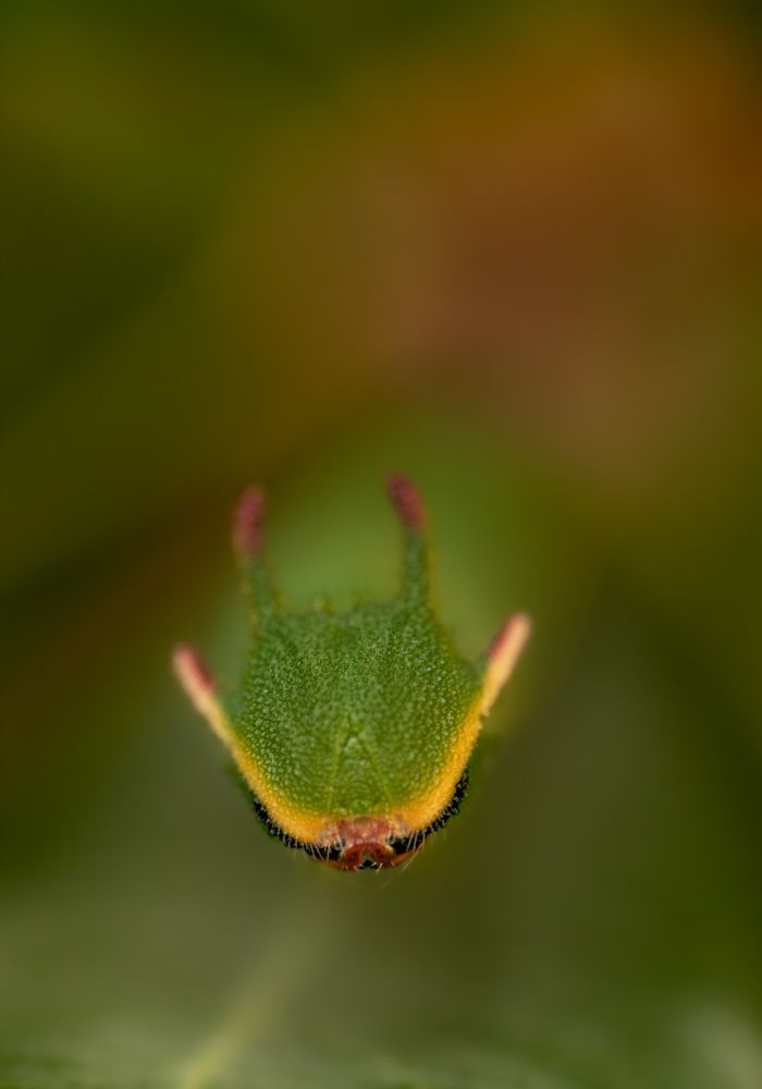 Photograph by Torres