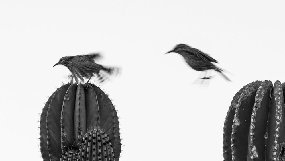 Photograph by Noe Castro