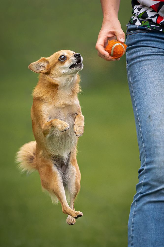 Фотография автора Krisztián Csalami