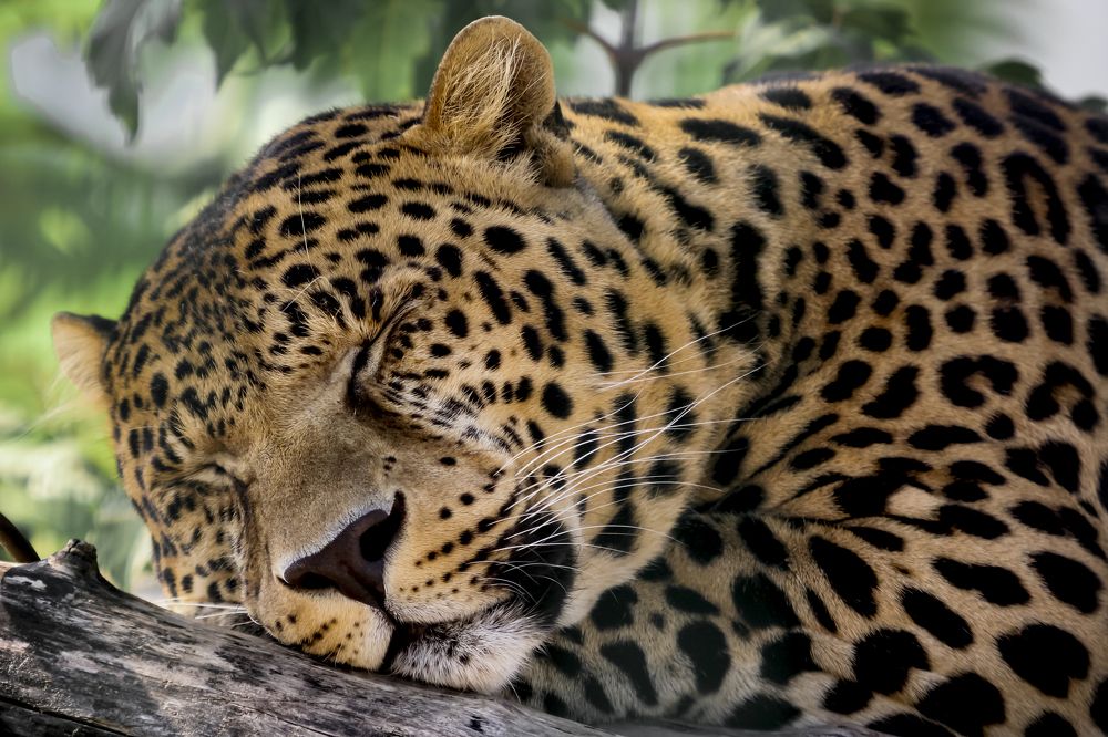 Photograph by Stamen Sotirov