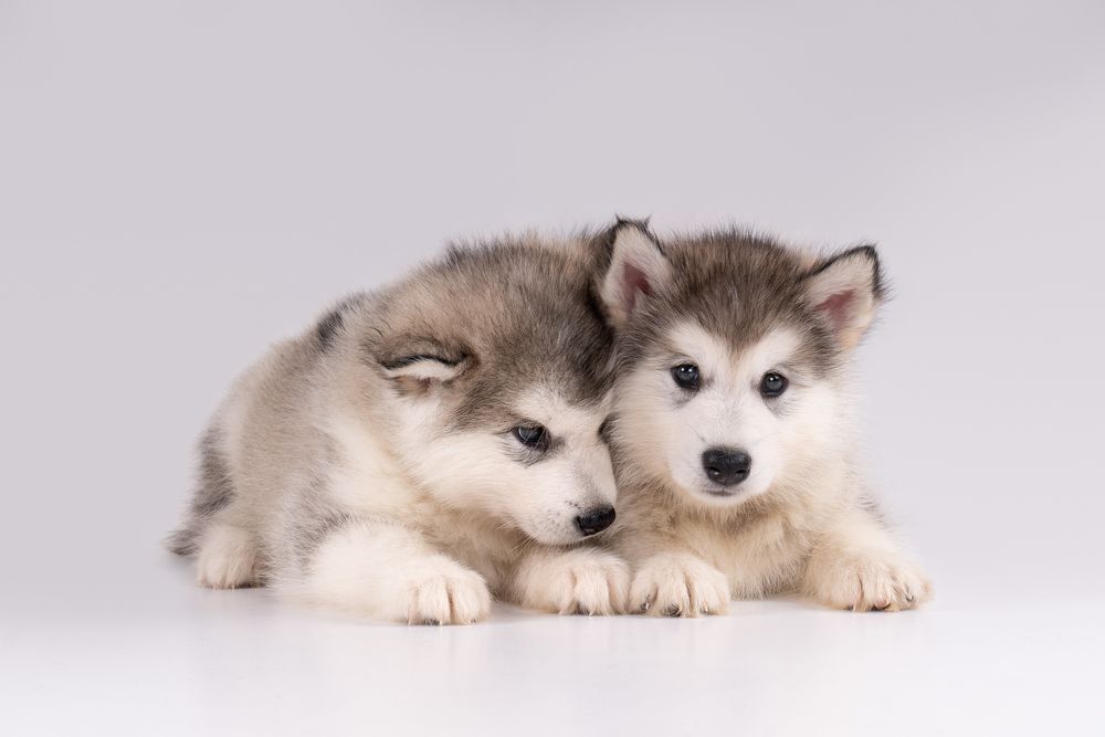 Фотография автора Krisztián Csalami