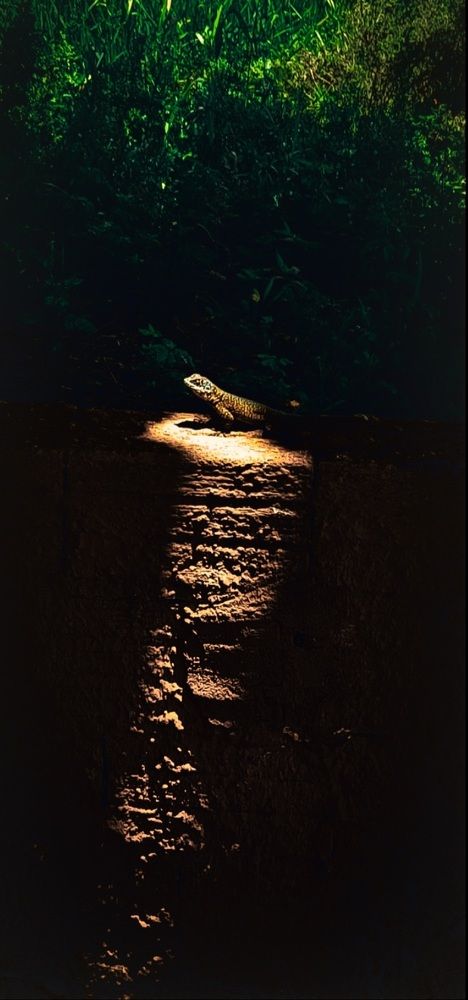 Photograph by Meire Costa