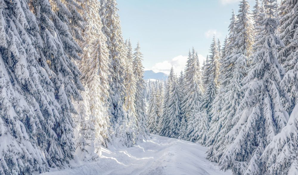 Фотография автора Leompescu Emanuel