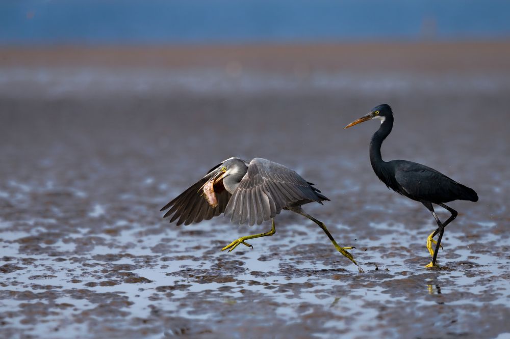 Photograph by Bibhas Deb