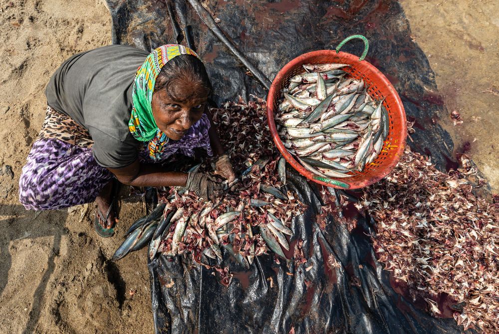 Photograph by Umesh Ranasinghe