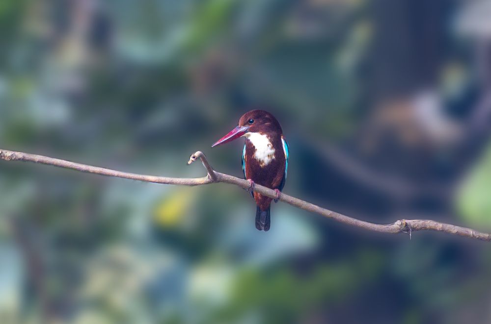 Photograph by Mohammad Ridwanur Rahman