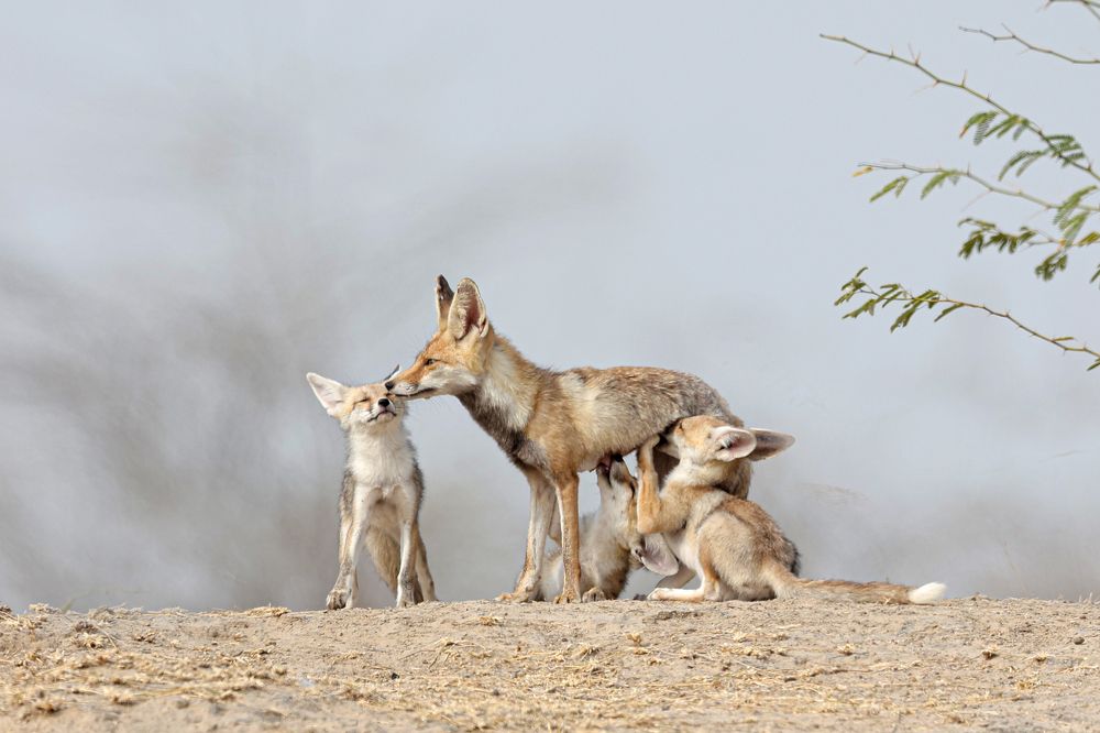 Photograph by Ankit Sharma