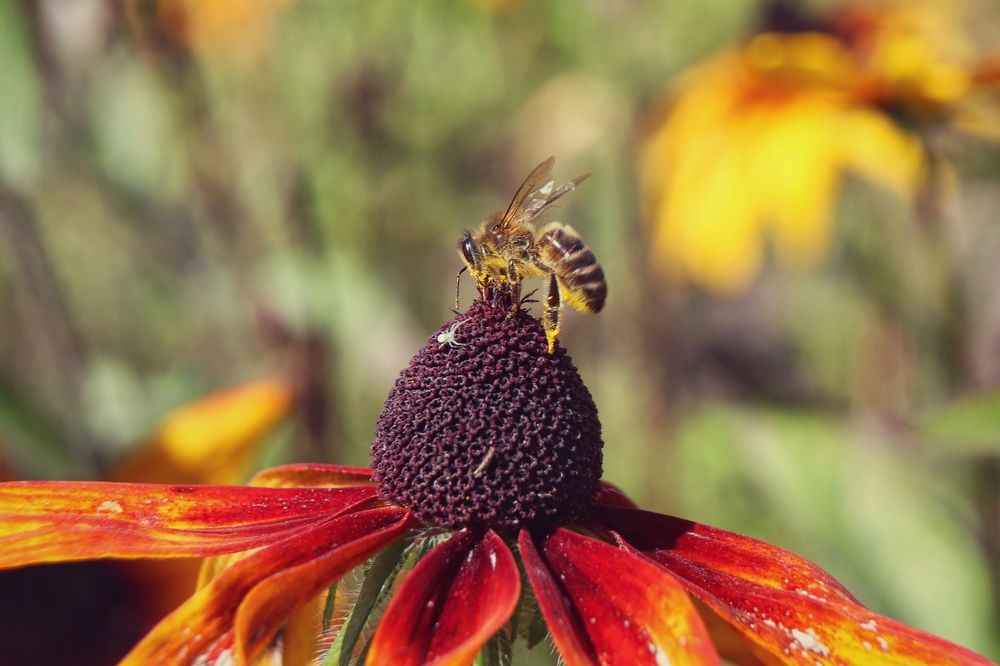Пчела за работой
