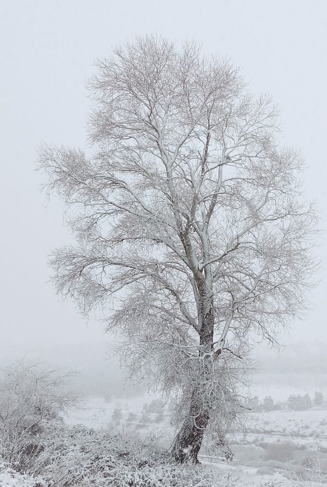My tree is in the snow.