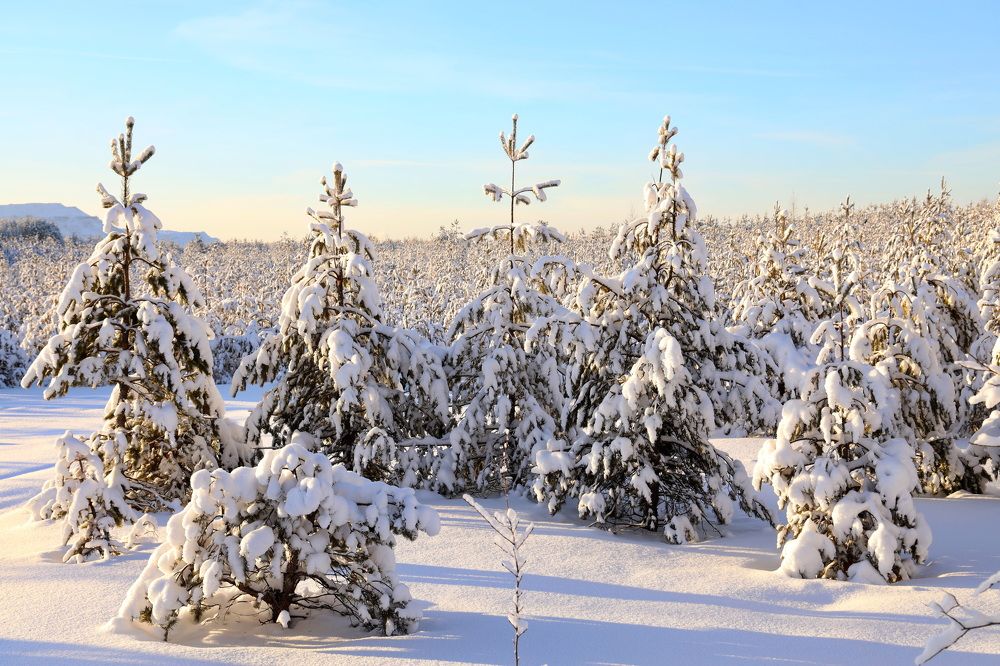 Фотография автора Елена Колосова